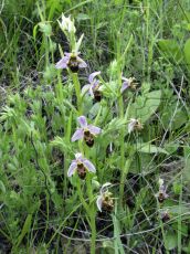 Ophrys-oestrifera_ценопопуляция